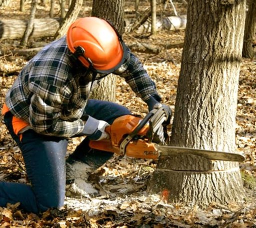Tree Removal in Hico, TX